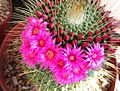 Flowers of the cactus Mammillaria sp. contain betalains.