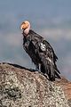 Californische condor (nr. 16) nabij het Kolob Lake in het Zion National Park in het zuiden van de Amerikaanse staat Utah