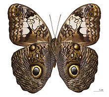 Owl butterfly - Wikipedia, the free encyclopedia