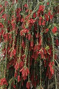 Inflorescences pendantes.