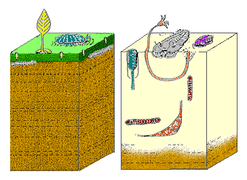 The Cambrian substrate revolution saw life on the sea floor change from minimal burrowing (left) to a diverse burrowing fauna (right), probably to avoid new Cambrian predators.