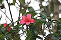 Camellia Hongkongensis