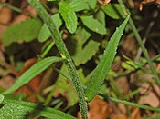 Leaf of Campanula rapunculus