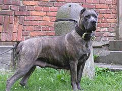 Cane Corso noir bringé