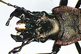 Carabus neregularis heado.jpg