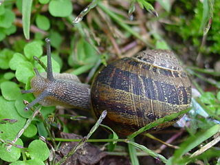 Escargot petit