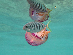 Une carangue rayée (Carangoides ferdau) juvénile avec sa méduse Thysanostoma loriferum