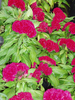 Skiauterėtoji celiozija (Celosia cristata)