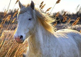 Cheval de Camargue en liberté dans les marais de sa région d'origine.