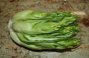 Puntarelle (Catalonga, Blattzichorie)