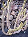 Pilosocereus chrysacanthus