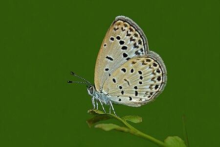 Ventral view