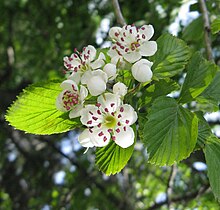 Crataegus punctata flowers 2.jpg