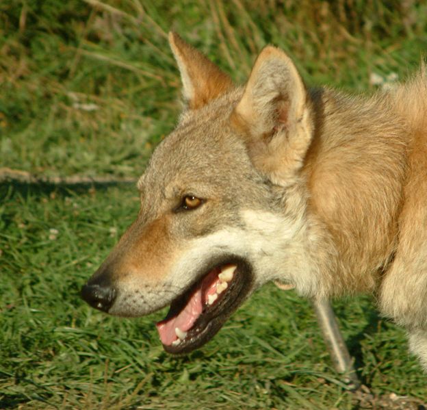 Ficheiro:Czechoslovakian Wolfdog face.jpg