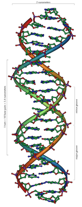 Den övergripande strukturen i ett avsnitt av DNA.Animerad bild av DNA-molekylen