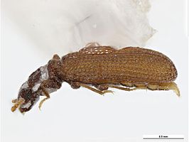 Dienerella filum