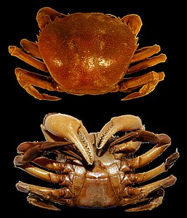 Dilocarcinus septemdentatus