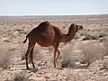 Vienkupra kamielis (Camelus dromedarius)