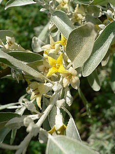 Smalbladet sølvblad (E. angustifolia)