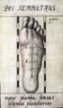 … und am Fuß. Aus: „Anthropometria“, 1663