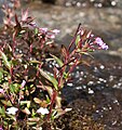 Áardúnurt (Epilobium alsinifolium)