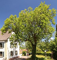 Esche mit Holzkreuz