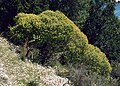 Baum-Wolfsmilch (Euphorbia dendroides)