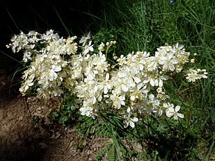 A Torà (Segarra - Catalunya)