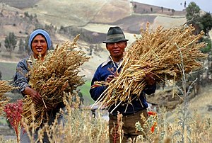 Fairtrade Certified quinoa producers in Ecuador