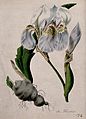 Flag iris (Iris x germanica)