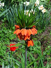 Fritillaria imperialis