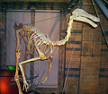 Moulage du squelette de Gallimimus au Musée d'histoire naturelle de Londres.