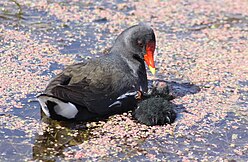 Gallinula chloropus meridionalis Marievale 3.jpg