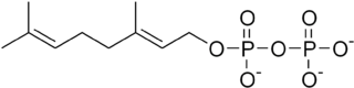 http://upload.wikimedia.org/wikipedia/commons/thumb/f/f0/Geranyl_pyrophosphate.png/320px-Geranyl_pyrophosphate.png