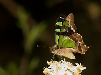 Macleay's Swallowtail