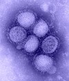 新型インフルエンザ（H1N1インフルエンザ）のウィルス PD