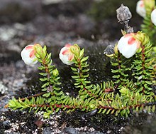 細い針金状の枝が地をはい、葉が密生する