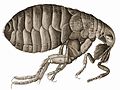1664 drawing of a flea