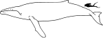 Humpback whale size