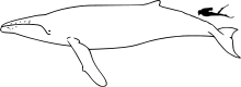 Humpback whale size.svg