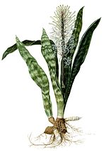 Miniatura para Sansevieria hyacinthoides