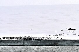 Isla Komsomolets:barriles de petróleo vacíos en el cabo Ártico (isla Komsomolets; 81°15‘N, 95°39‘E).