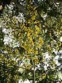 Koelreuteria paniculata inflorescence