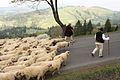 Người chăn cừu ở Silesian Beskids