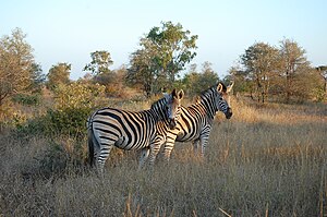 Kruger Zebra.JPG