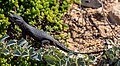Black girdled lizard, Cape of Good Hope