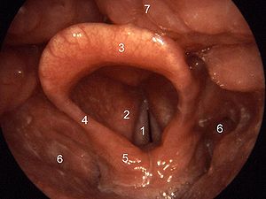 German: Larynx. 1=Stimmlippe, 2=Taschenband, 3...