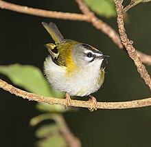 Madeira firecrest