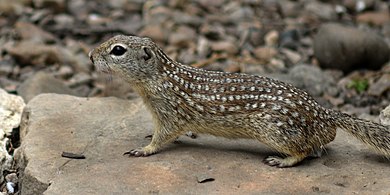 Mexican ground squirrel (Ictidomys mexicanus) Cameron Co. Texas (12 April 2016)