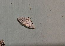 Moth species photographed in Bakamuna, Sri Lanka.jpg